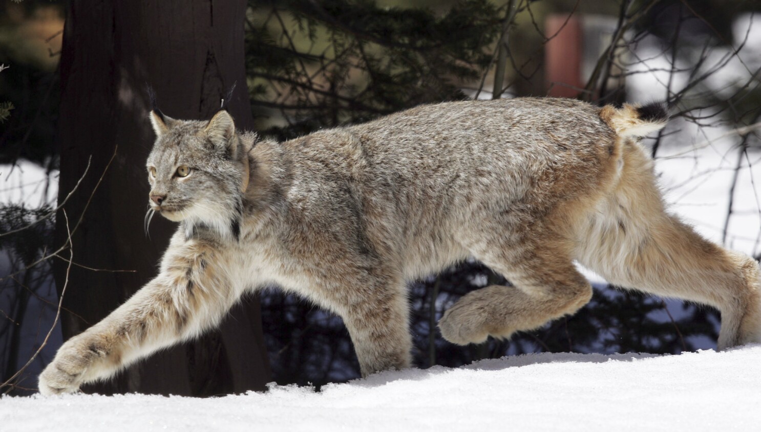 Boreal lynx womens online